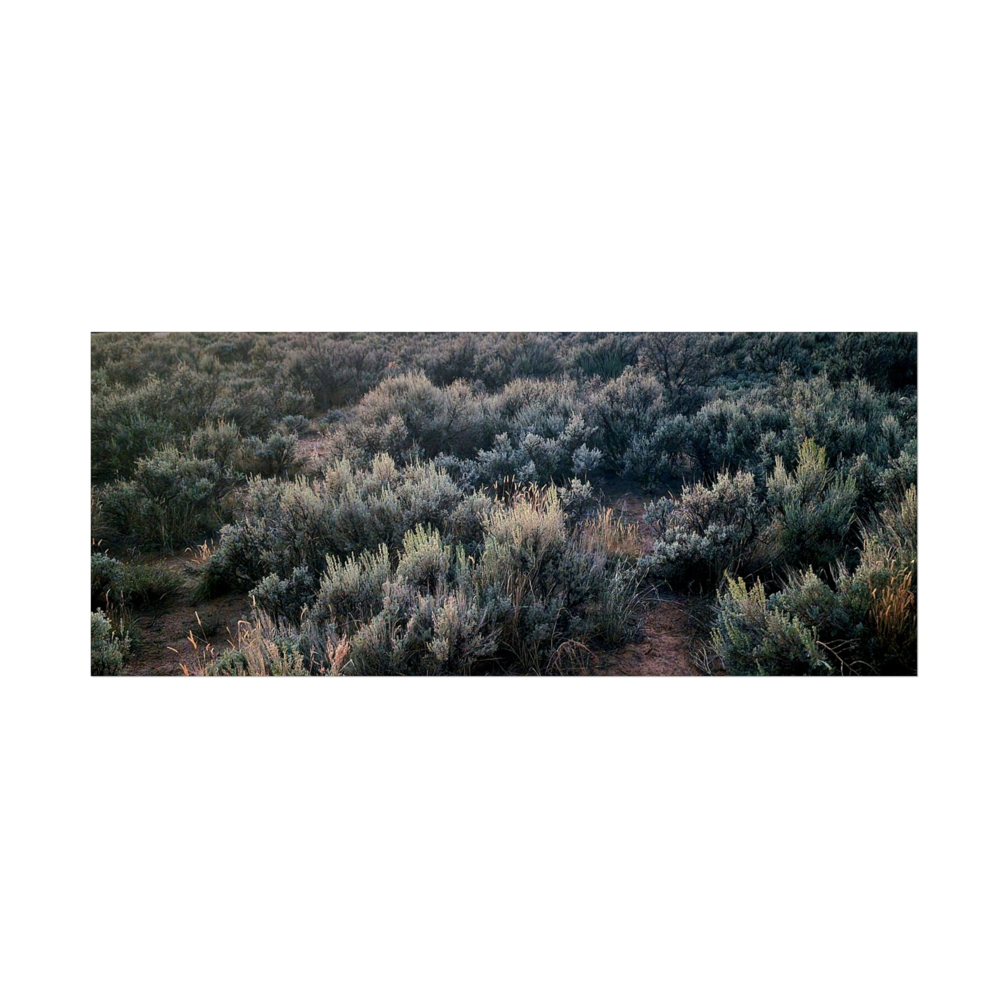 Sagebrush Sunset Fine Art Poster