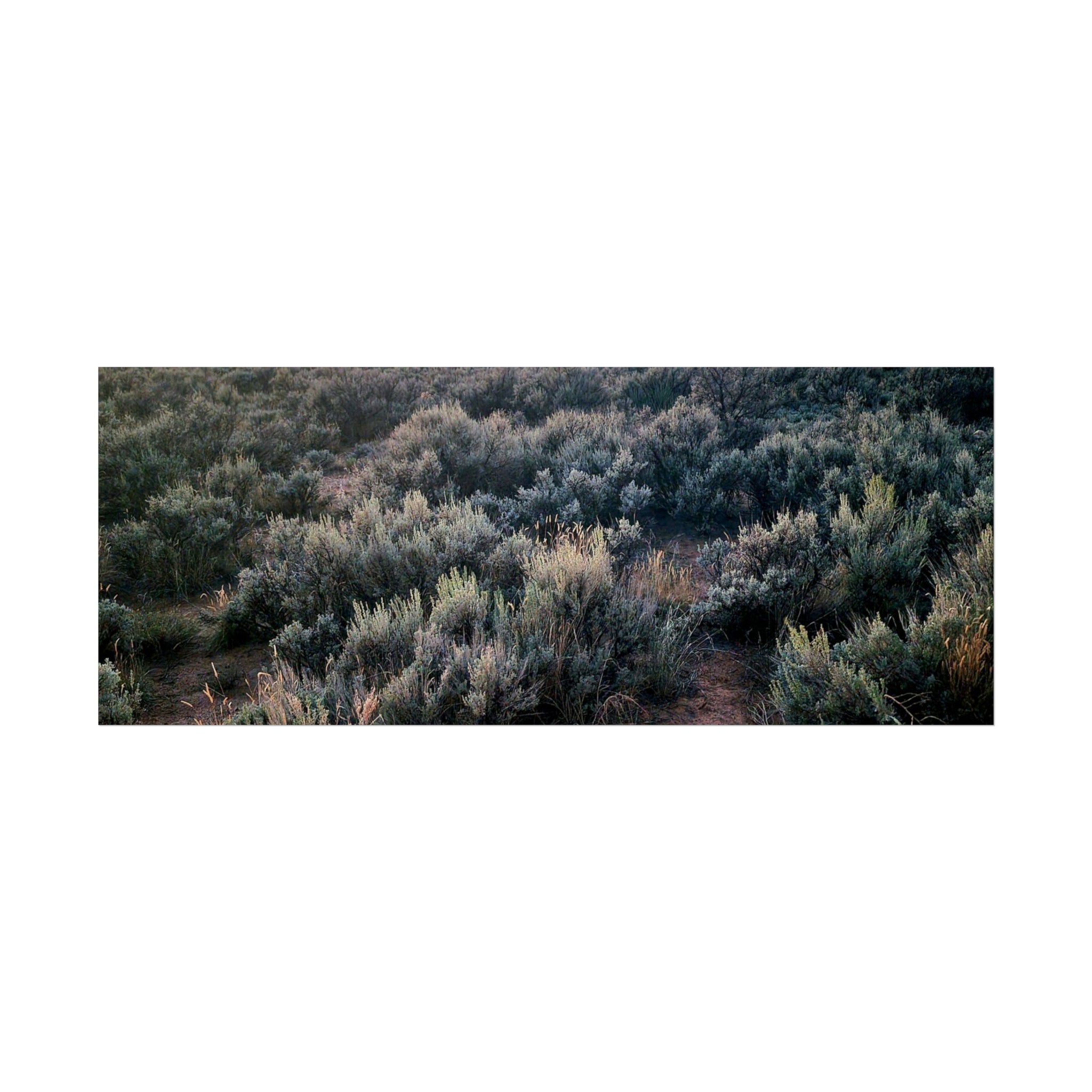 Sagebrush Sunset Fine Art Poster